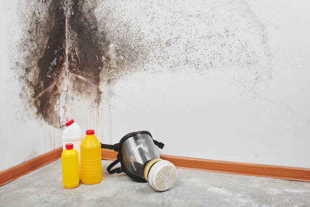 Best Residential Mold Removal  in Caruthersville, MO