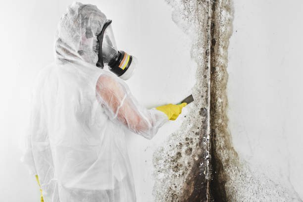 Best Commercial Mold Removal  in Caruthersville, MO