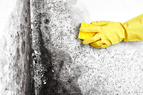 Best Toxic Mold Removal  in Caruthersville, MO