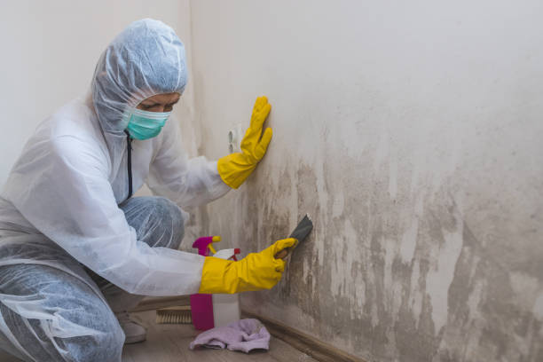 Best Attic Mold Removal  in Caruthersville, MO