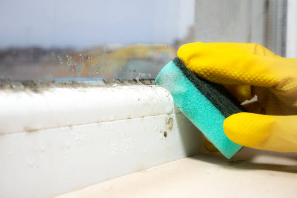 Best Mold Removal Process  in Caruthersville, MO