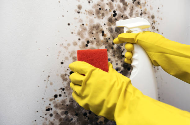 Best Same-Day Mold Removal  in Caruthersville, MO