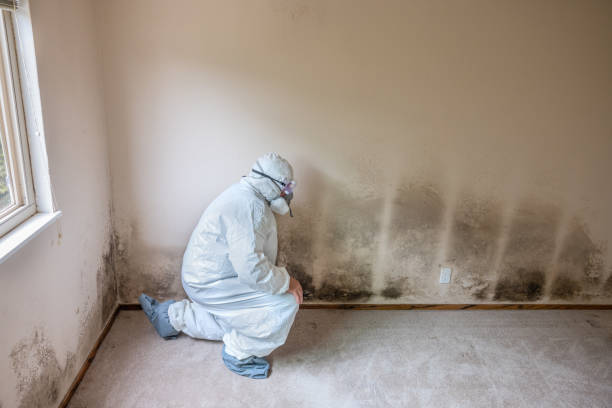 Mold Removal and Inspection in Caruthersville, MO