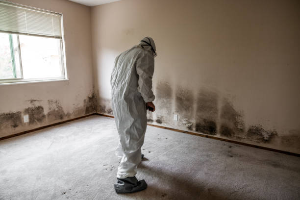 Professional Mold Removal in Caruthersville, MO
